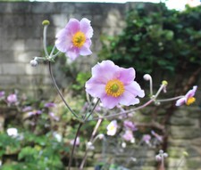 2 Stk. Herbst-Anemone Japonica Stauden Blume Anemone rose winterhart Pflanze