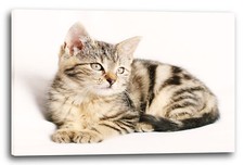 Wandbild Katzenbaby getigert