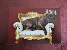 Hundepostkarte ? BULLY FRANZÖSISCHE BULLDOGGE ? AK HUND 