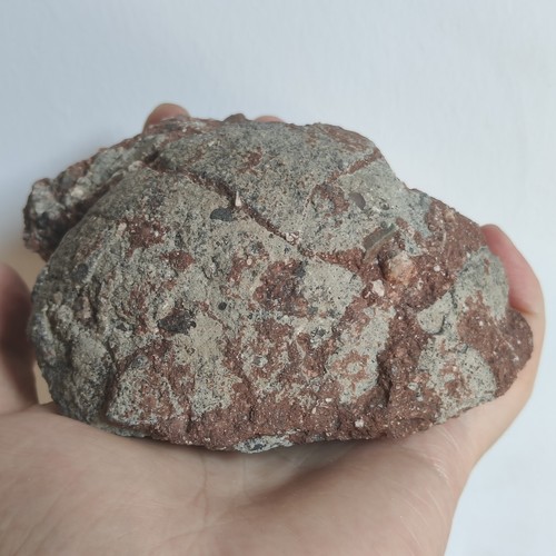 Dinosaurierei fossil - dinosaurierei,