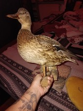 Stockente Präparat Ente