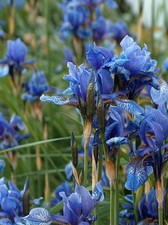 Zwiebeln blaue Sumpf-Iris /