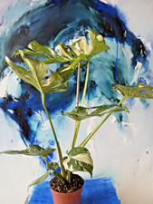 Monstera deliciosa variegata "Thai Constellation",  Altpflanze, kein Steckling