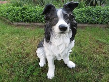 Border Collie Hund Deko