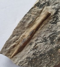 Hibolithes hastites elegans -