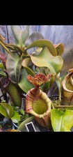 Nepenthes Glandulifera x