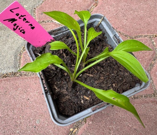 Hosta funkie laterna magica - hosta,
