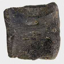 Fossil Walfisch Wirbel Neogen