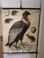 Schulwandkarte Vögel Biologie Rollkarte Schautafel ca. 1oo cm x 80 cm 1955