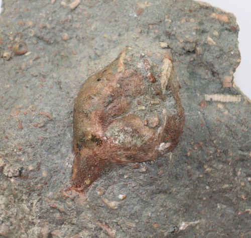 Cystoidea aristocystitidae - cystoidea,,
