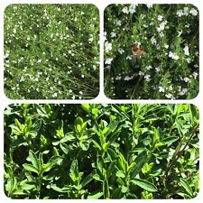 Bergbohnenkraut Winterbohnenkraut Satureja montana Dufthecke Bienenweide