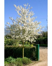 Zierapfel auf stamm malus - auf,