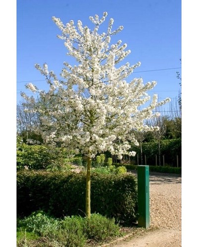 Zierapfel auf stamm malus - zierapfel, stamm,