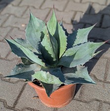 Agave Ovatifolia Groß 