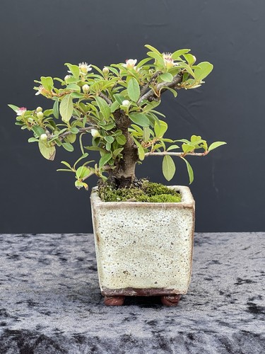 Bonsai shohinbonsai - bonsai,