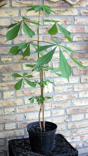 Kastanienbaum setzling - x,