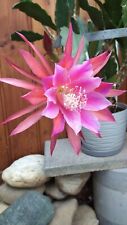 Epiphyllum "Circus Circus"