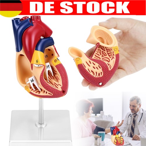 Anatomisches menschliches - 1:1,