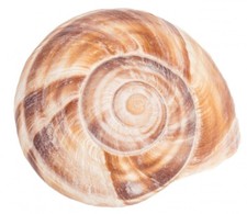 NaDeco Weinbergschnecke 4-6cm
