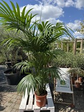 XXL Howea forsteriana 2–2,5m Kentia-Palme pflegeleicht elegante Zimmerpflanze