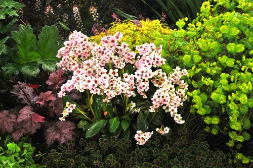 Bergenia cordifolia - x,