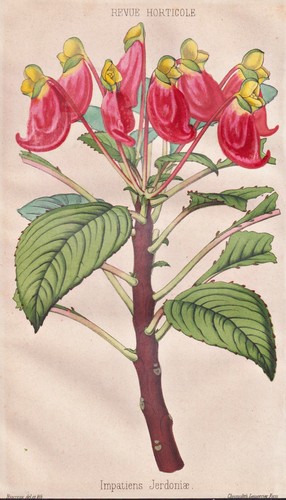 Impatiens jerdoniae botanik - impatiens,
