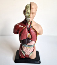 Edu-Toys Anatomisches Menschliches Torso-Körpermodell Anatomie 6 Organe Vintage
