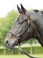 BUSSE Lederhalfter NOBILITY -