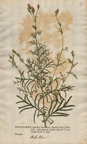 Centaurea flockenblumen - centaurea,