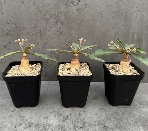Euphorbia primulifolia - ,