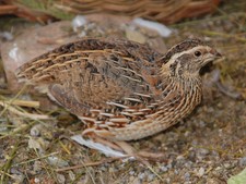 48 befruchtete Wachteleier (Bruteier) von Legewachteln aus Bodenhaltung