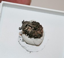 Silber Locken , Grube