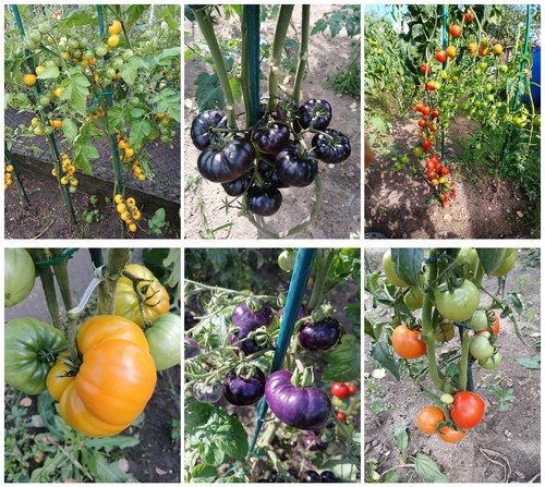 Tomatensamen mix set - mix,
