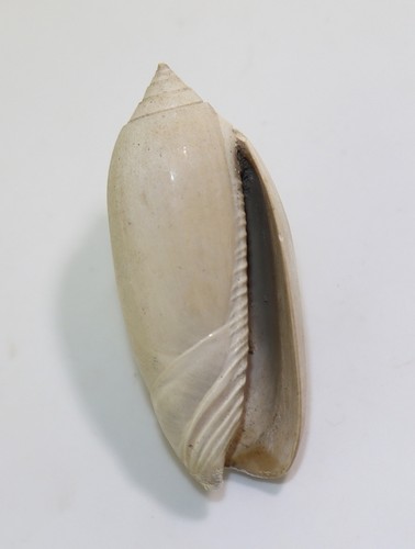 Schnecke oliva reticularis - schnecke,,