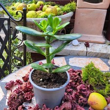 Crassula ovata Geldbaum Pfennigbaum pflegeleicht (Sukkulente)