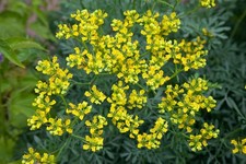 Ruta graveolens, Weinraute