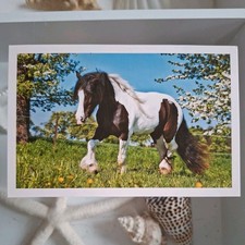 Pferdepostkarte AK Pferd Korsch Tinker 2011