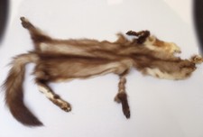 Steinmarderfell Marderpelz gegerbt