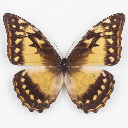 Morpho cypris kolumbien - ♀,