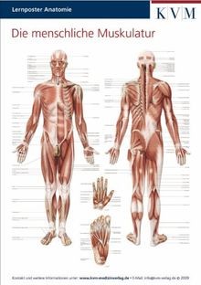 Anatomie lernposter die - anatomie,