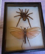 Schaukasten Insekt (en)