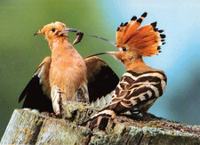 Zoo  Wildlife   *  Wiedehopf