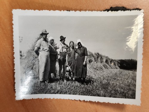 Foto ernte heuernte bauer - ernte,