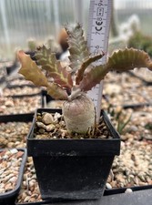 Euphorbia stellata mit