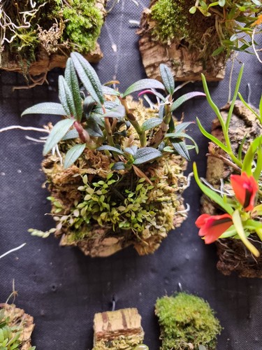 Dendrobium mtn butterfly - dendrobium,