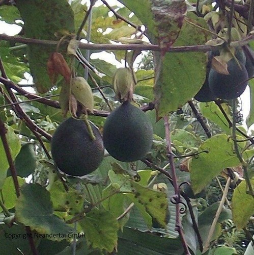 Granadilla zimmerkräuter obst - zimmerkräuter,
