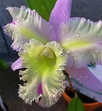Cattleya mystic lady - lady, hybride