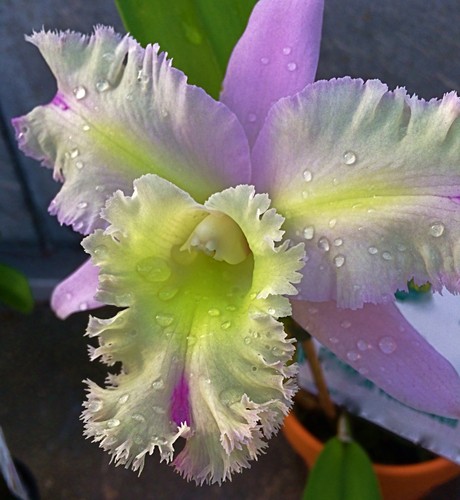 Cattleya mystic lady hybride - cattleya,