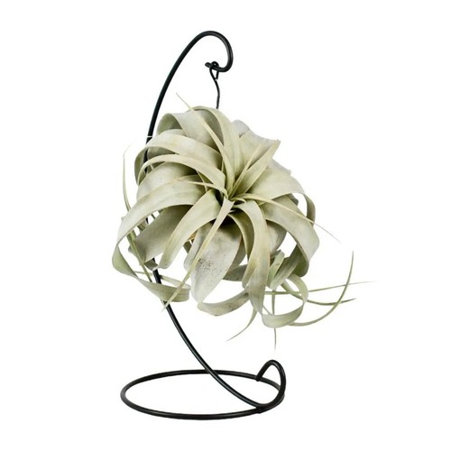 Tillandsia king xero - xero,