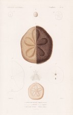 Clypeaster rosaceus Seeigel